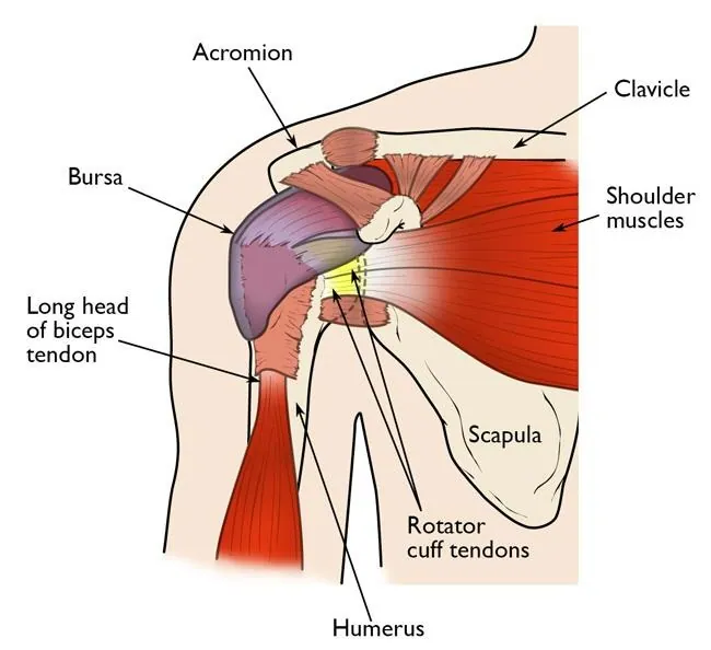 Why you should see a chiropractor for shoulder pain